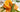 Maple Chicken With Oranges Recipe